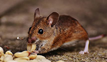 24 Hour & Emergency Exterminators in Tire Hill, PA